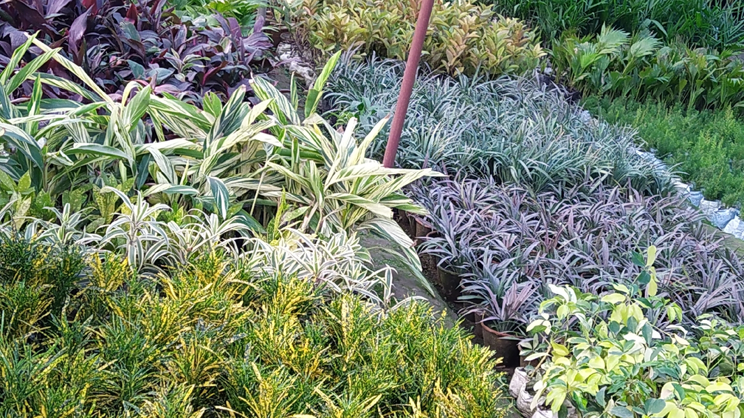 Cover photo of Baghwani Nursery In Saharanpur